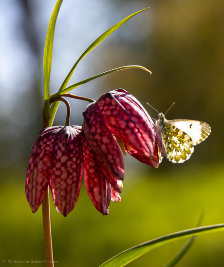 Lentegevoel! Een Oranjetipje op een Kievietsbloem