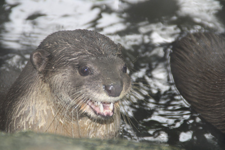 Ottertje