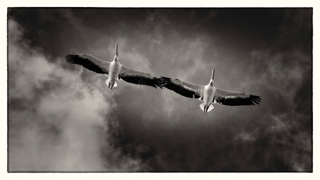 Pelicans flying over The Cape
