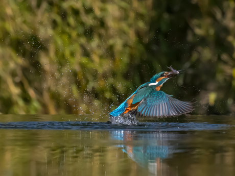 IJsvogel heeft beet