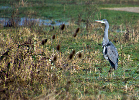 Reiger