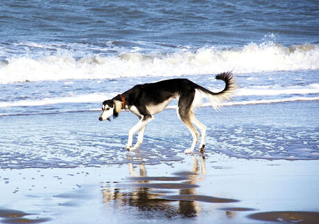 hond aan zee