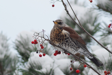 kramsvogel