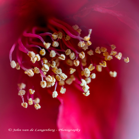 Inside the Camelia