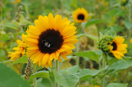 Zonnebloemen