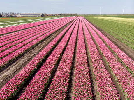 Tulpen