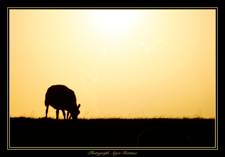 Schaap tijdens zonsondergang