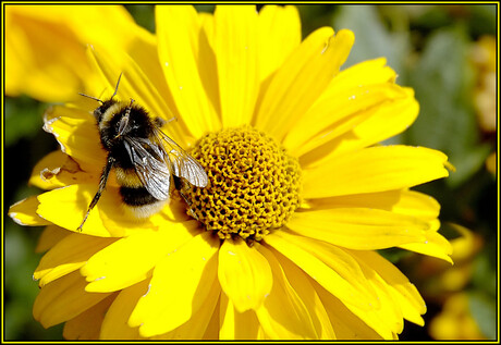 Bloem en bij 2