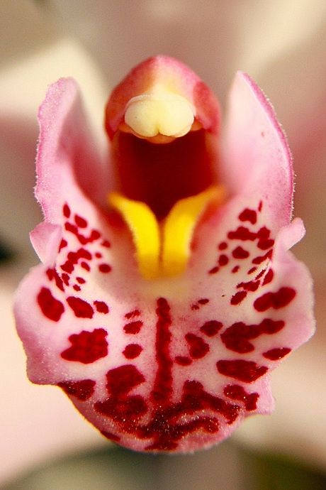 Orchidee