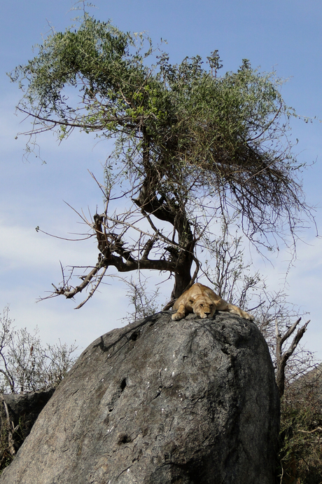 Leeuw op een rots