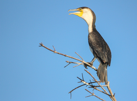 Bird_on_branch_Gambia