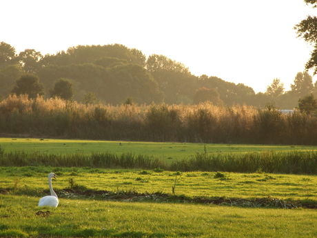 Zwaan in het zonnetje