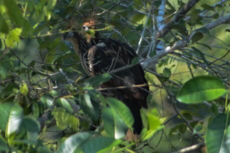 Hoatzin birds