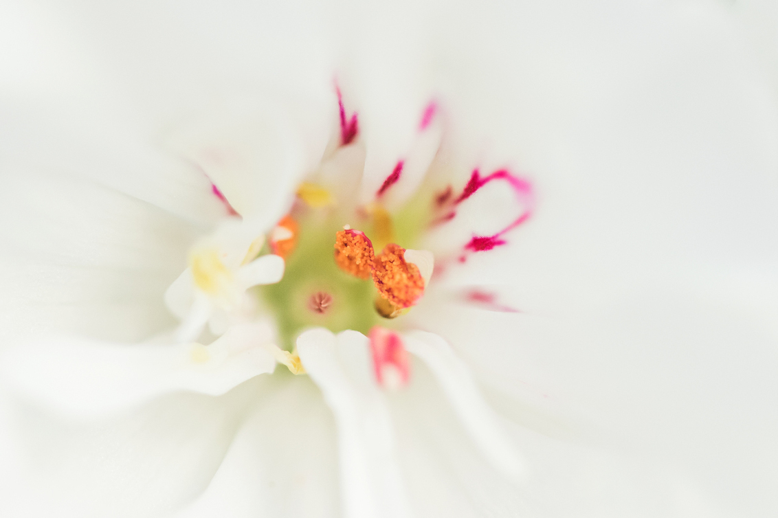 macro in eigen tuin - - - foto door Kees_Willemstein op 26-08-2016 - deze foto bevat: groen, paars, rood, macro, zon, bloem, natuur, geel, oranje, tuin, zomer, dof, keesw