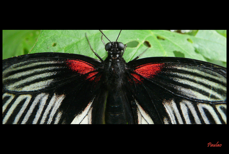 vlinder detail
