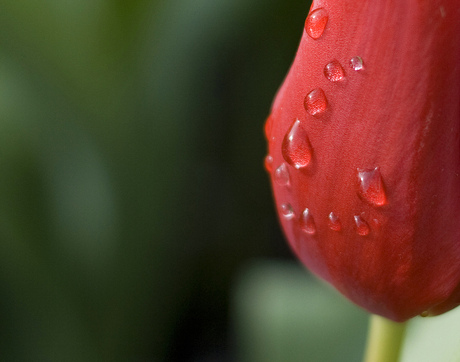 Keukenhof (3)