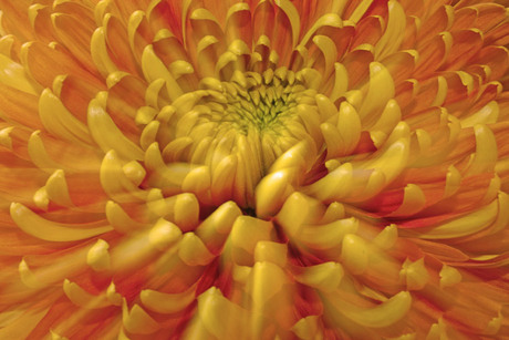 Bolchrysant
