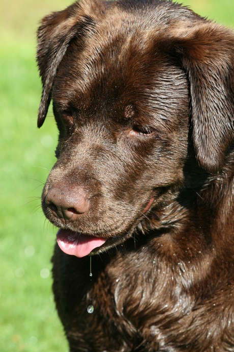 hond spelend met water