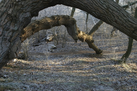 Kennemerduinen