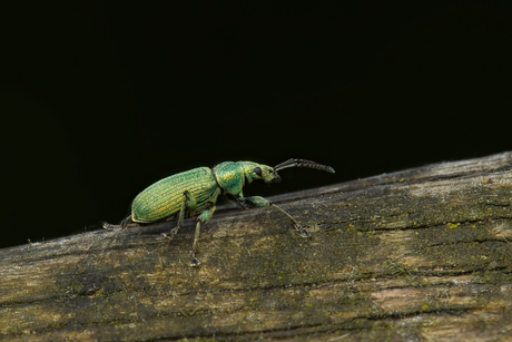 groene struiksnuitkever