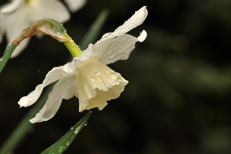 En toen kwam de regen