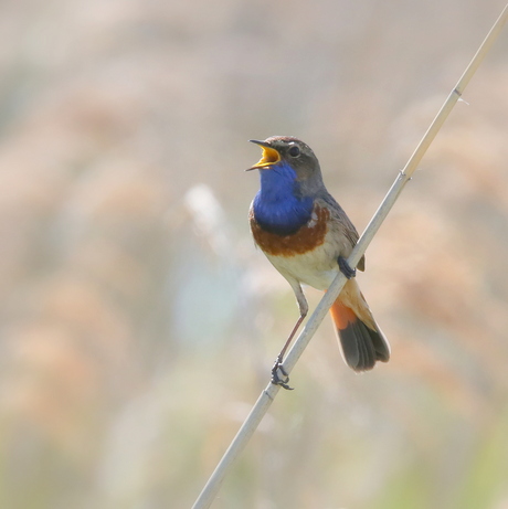 Blauwborst