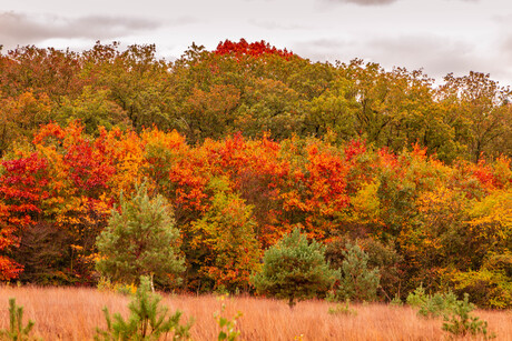 herfst kleuren