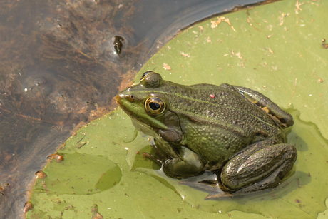Poelkikker (RanaLessonae) in de Brenne Frankrijk