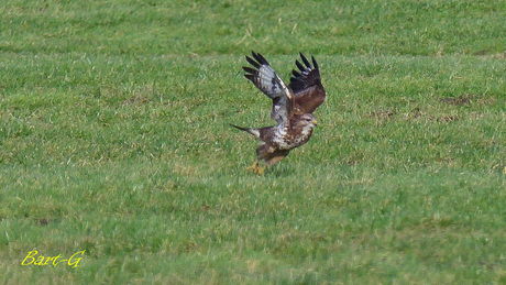 Buizerd