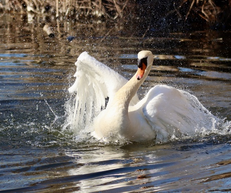 Vogels