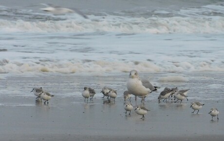 Ik ben oppasmoeder..........