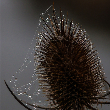 druppeltjes aan spinrag