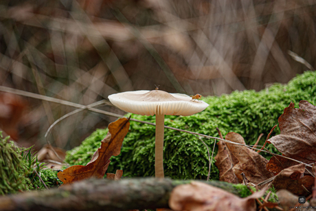 beestje en paddestoel