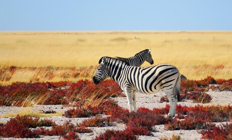Zebra's in Namibië