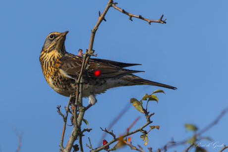 kramsvogel