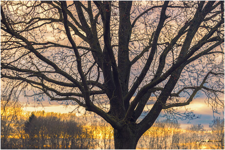 Boom prachtig in het licht