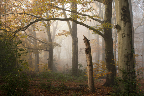 Herfst in de mist op de Veluwe