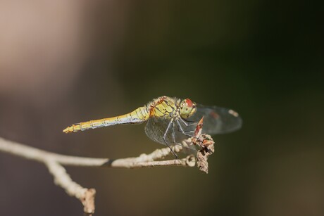 Bloedrode heidelibel
