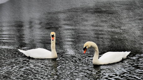 Swanlake
