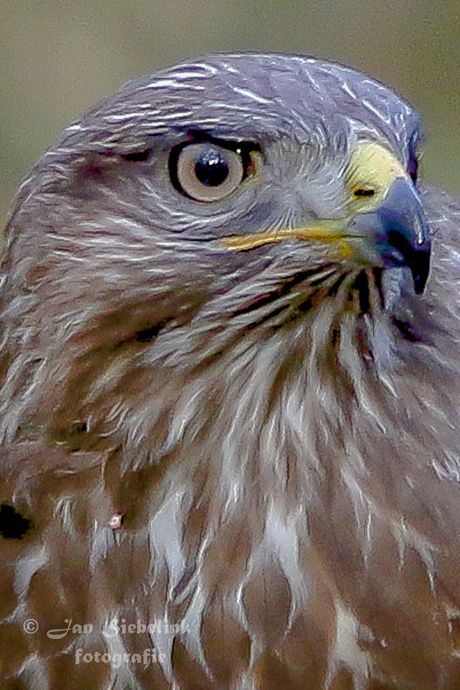 Buizerd close