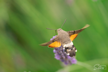 Kolibrievlinder - 2