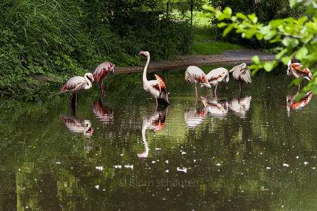 flamingo in het water 