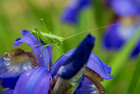 #summermacro "Grote groene sabelsprinkhaan"