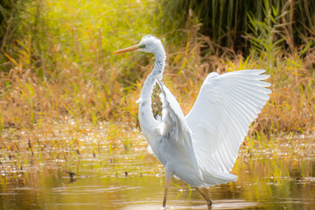 Grote zilver reiger