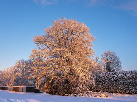 Mooi ochtendlicht op de boom.