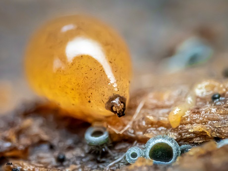 Larve van een Epicypta, champignons gerelateerd. 