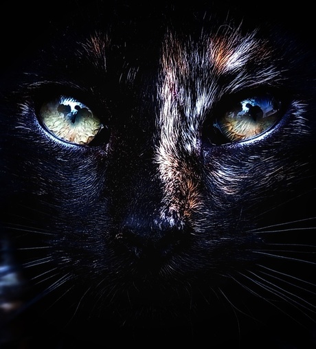 Marrokaanse zwerfpoes