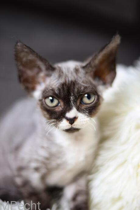 Boef ChaGIDAbuba Cattery devon rex 