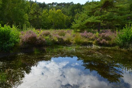 Heide bij vennetje