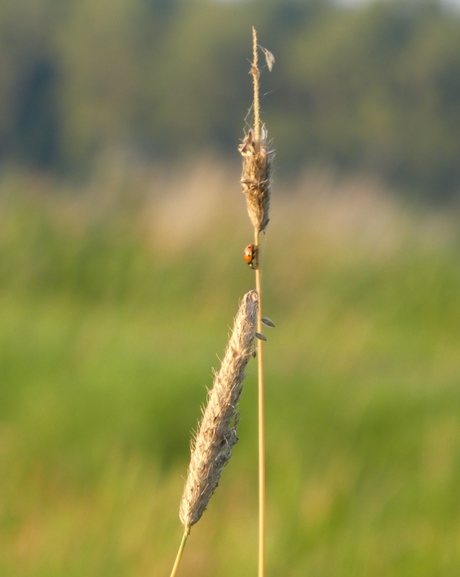 Gelukzoeker